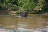 Yala National Park